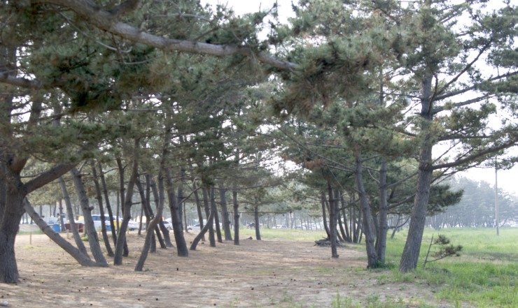 캠핑아일랜드 이미지