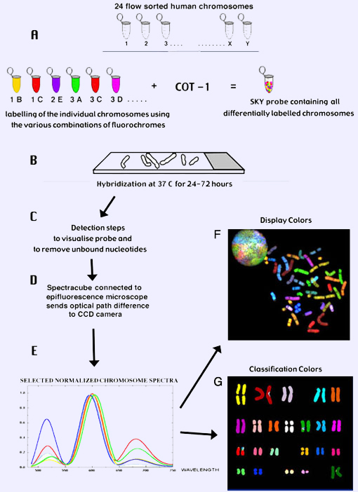 Chromosomal Microarray (CMA) 원리와 임상응용 네이버 블로그