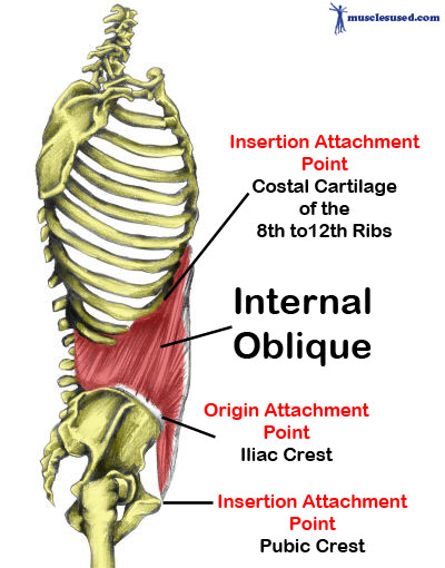 외복사근(External oblique)내복사근(Internal oblique)의 맞춤운동 트위스트(Twist) [김선미운동사