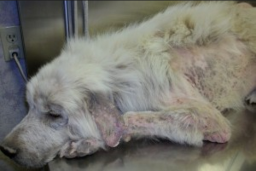 Dog Scabies Stock Photo & More Pictures of Abandoned | iStock