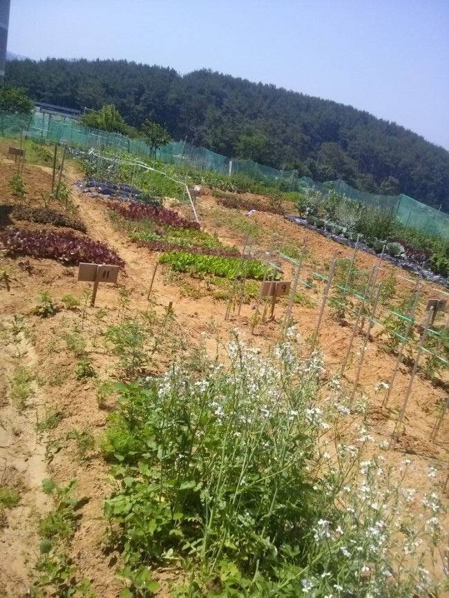기장패밀리주말농장 오픈했습니당~^_^ [부산주말농장/주말농장분양/해운대주말농장] : 네이버 블로그