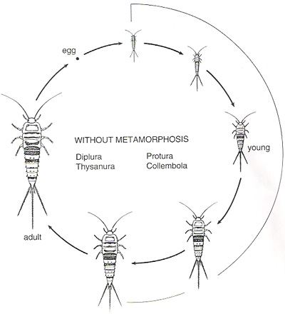 곤충의 LIFE CYCLE : 네이버 블로그