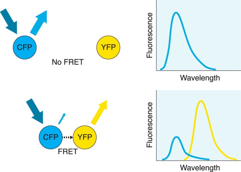 FRET (fluorescence resonance energy transfer) 네이버 블로그
