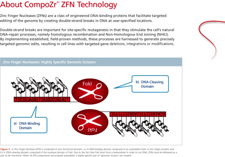 Zinc Finger Nuclease(ZFN) Technology 네이버 블로그