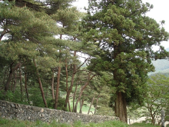 result_2008_4_1_21_28_55_656_25-tklim1.jpg?type=w3