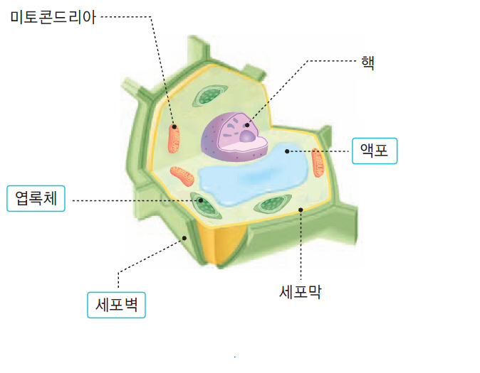 4. 생물의 구성과 다양성(4-2. 생물의 구성) : 네이버 블로그