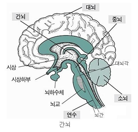 상구•하구•시상하핵=시상밑핵•대뇌각•종주선유군•선유•중뇌피개•망상체•뇌하수체 혹•뇌수종=수두종=수두체•뇌손상•두개골골절•외상성뇌 ...