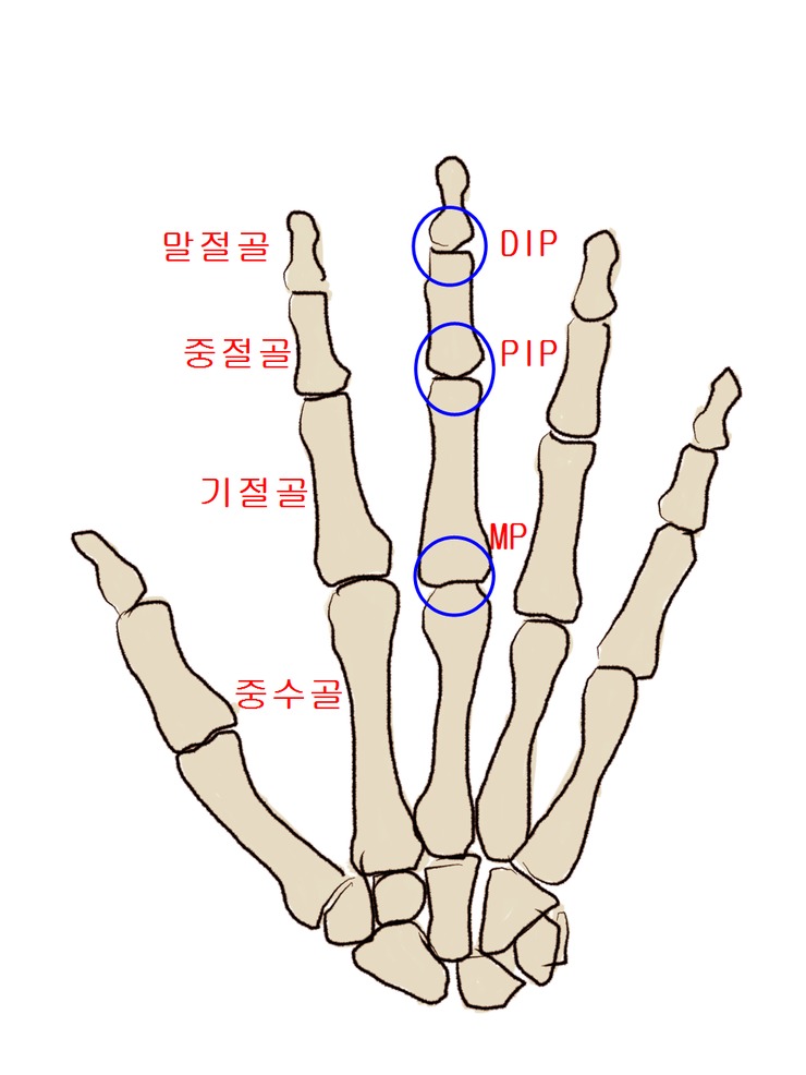 대전 유성 화목한 한의원 손에서의 뼈의 촉진 중수골(metacarpals) 중수지절 관절(metacarpophalangeal ...